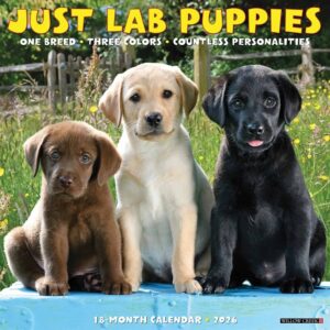 Lab Puppies Calendar 2026