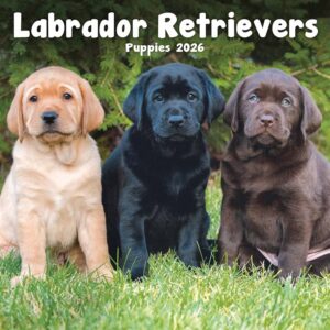 Labrador Retriever Puppies Mini Calendar 2026