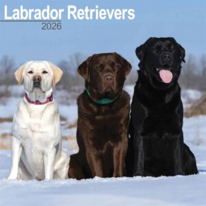 Labrador Retrievers Calendar 2026
