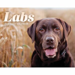 Labrador Retrievers Desk Calendar 2026