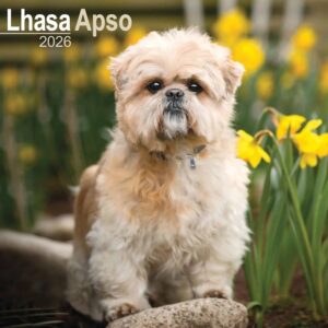 Lhasa Apso Calendar 2026