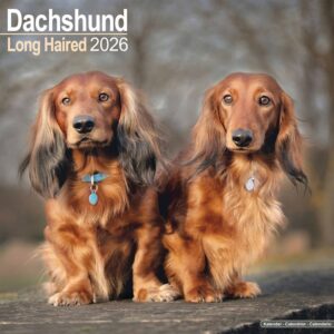 Long Haired Dachshund Calendar 2026