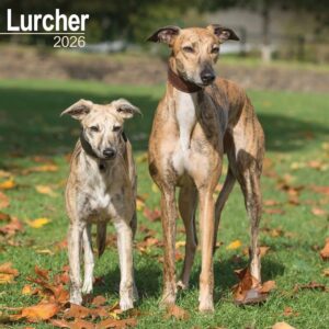 Lurcher Calendar 2026