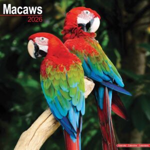 Macaws Calendar 2026