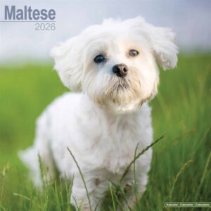 Maltese Calendar 2026