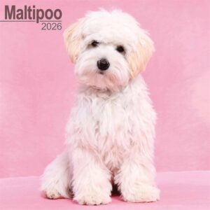 Maltipoo Calendar 2026
