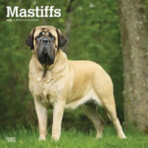 Mastiffs Calendar 2026