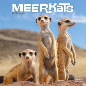 Meerkats Calendar 2026