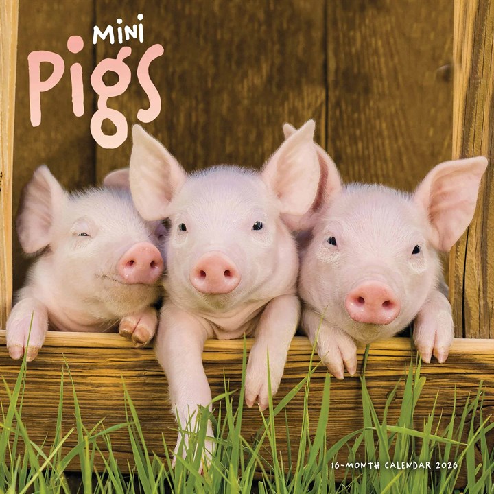 Mini Pigs Calendar 2026