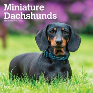 Miniature Dachshunds Calendar 2026