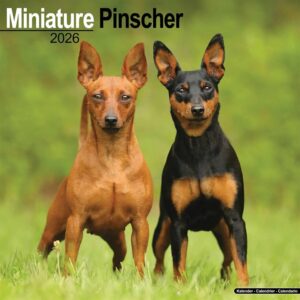 Miniature Pinscher Calendar 2026