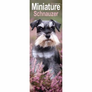 Miniature Schnauzer Slim Calendar 2026