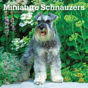 Miniature Schnauzers Calendar 2026