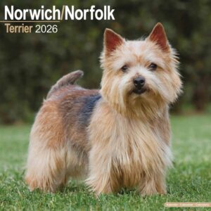 Norwich & Norfolk Terrier Calendar 2026