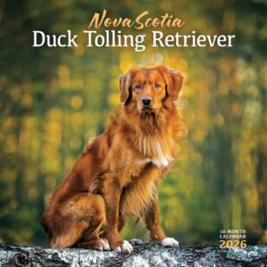 Nova Scotia Duck Tolling Retriever Calendar 2026