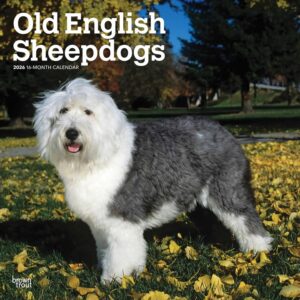 Old English Sheepdogs Calendar 2026