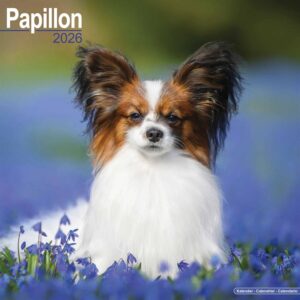 Papillon Calendar 2026