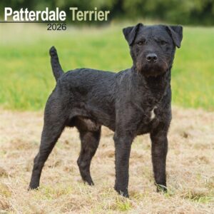 Patterdale Terrier Calendar 2026