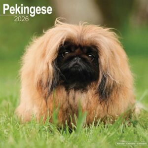 Pekingese Calendar 2026