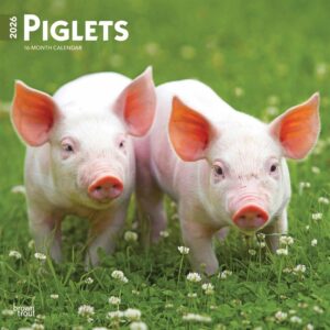 Piglets Calendar 2026