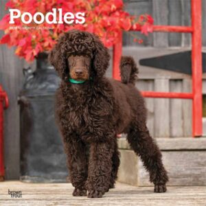 Poodles Calendar 2026