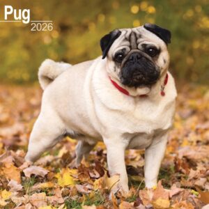 Pug Calendar 2026