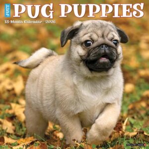 Pug Puppies Calendar 2026
