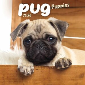 Pug Puppies Mini Calendar 2026