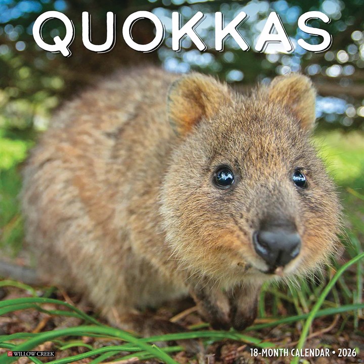 Quokkas Calendar 2026
