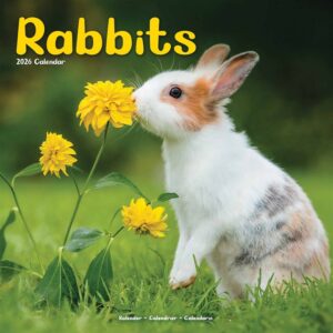 Rabbits Calendar 2026