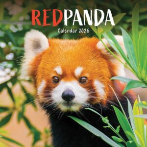 Red Panda Calendar 2026