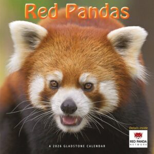Red Pandas Calendar 2026