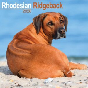 Rhodesian Ridgeback Calendar 2026