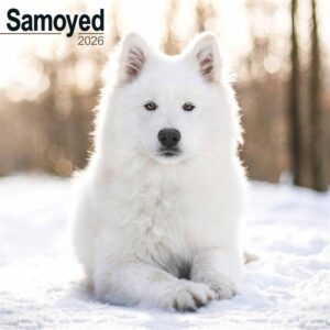 Samoyed Calendar 2026