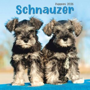 Schnauzer Puppies Mini Calendar 2026