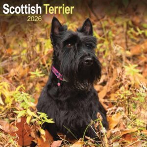 Scottish Terrier Calendar 2026