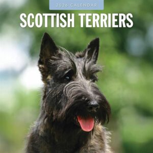 Scottish Terriers Calendar 2026