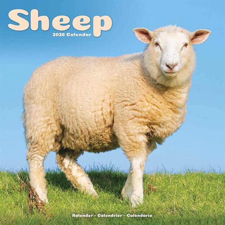 Sheep Calendar 2026