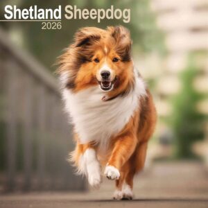 Shetland Sheepdog Calendar 2026