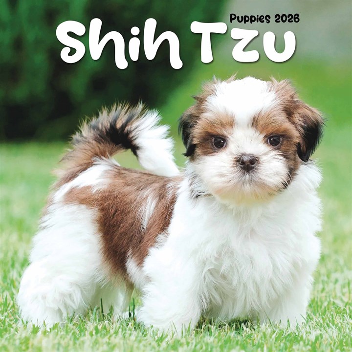 Shih Tzu Puppies Mini Calendar 2026