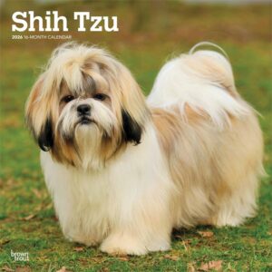 Shih Tzus Calendar 2026