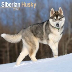 Siberian Husky Calendar 2026