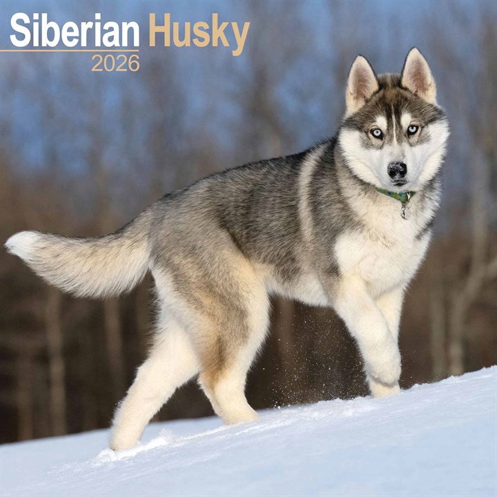 Siberian Husky Calendar 2026