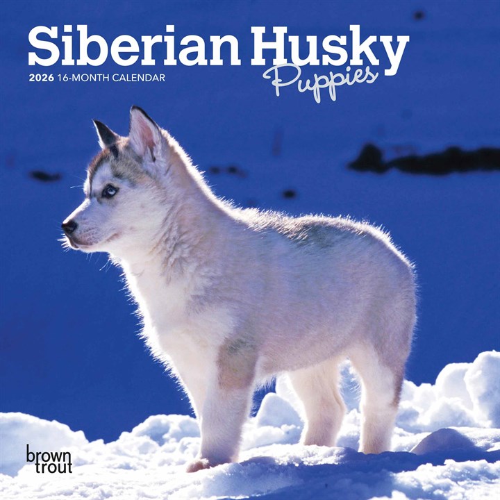 Siberian Husky Puppies Mini Calendar 2026