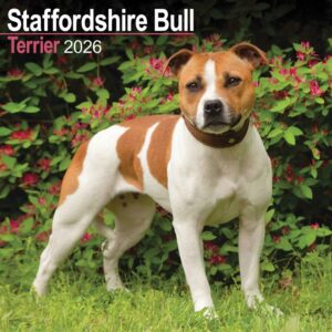 Staffordshire Bull Terrier Calendar 2026