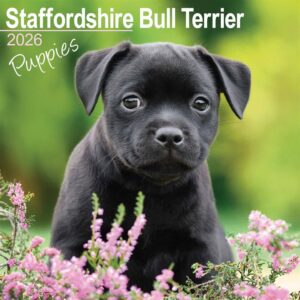 Staffordshire Bull Terrier Puppies Calendar 2026