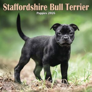 Staffordshire Bull Terrier Puppies Mini Calendar 2026