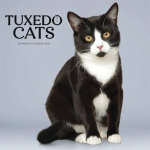 Tuxedo Cats Calendar 2026