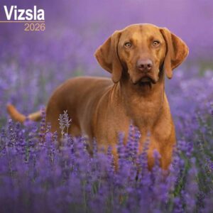 Vizsla Calendar 2026