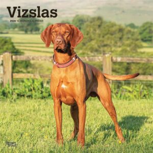 Vizslas Calendar 2026